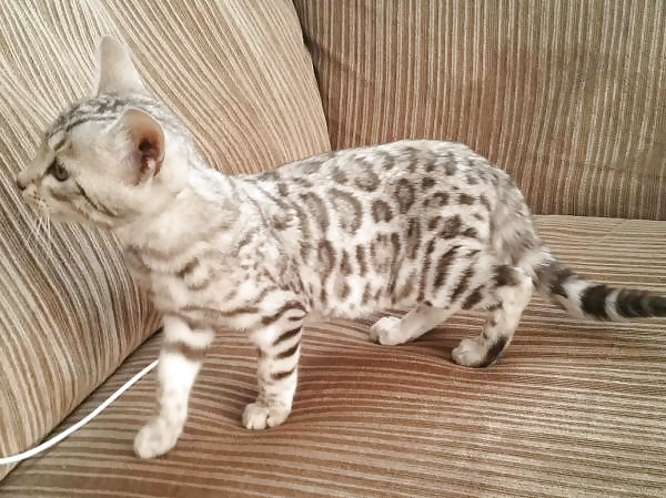 Porn Pics Girls and Diverses 64