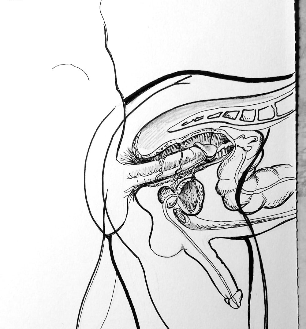 ...Nude Male Anatomy Pics, Sissy Anatomy Pics xHamster, Shemale orgasm anat...
