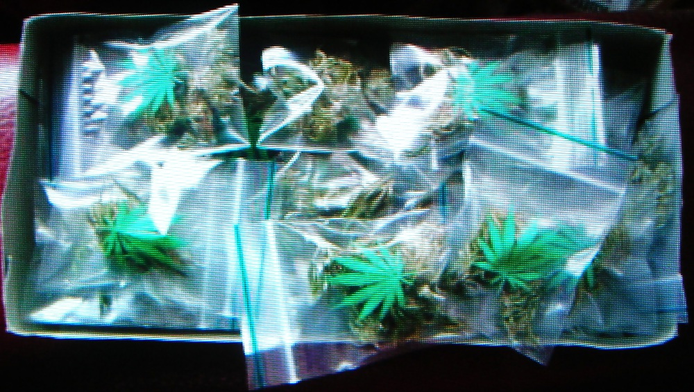 Porn Pics My first year weed 2012