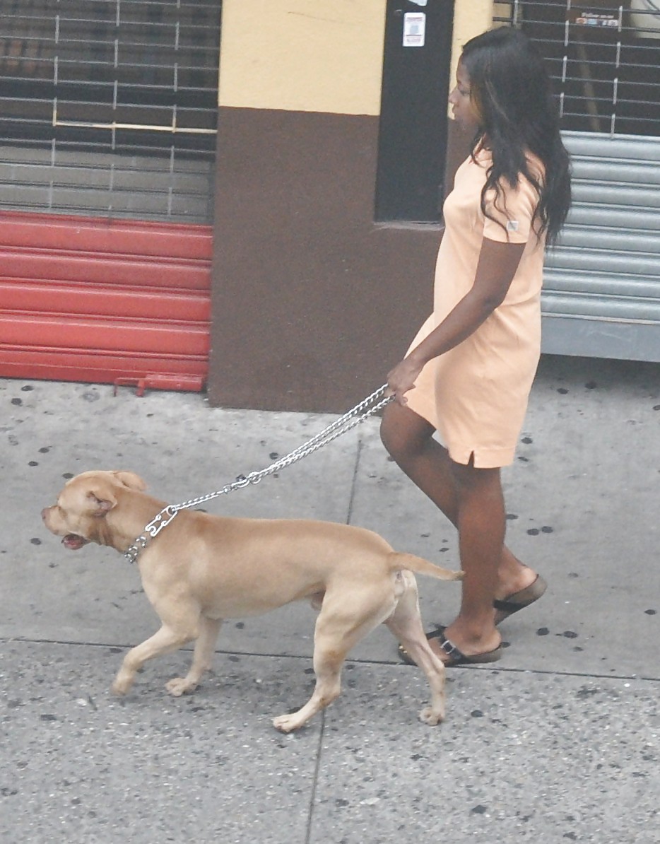 Porn Pics Harlem Girls in the Heat 294 New York - Pit Bull Dog Bitches