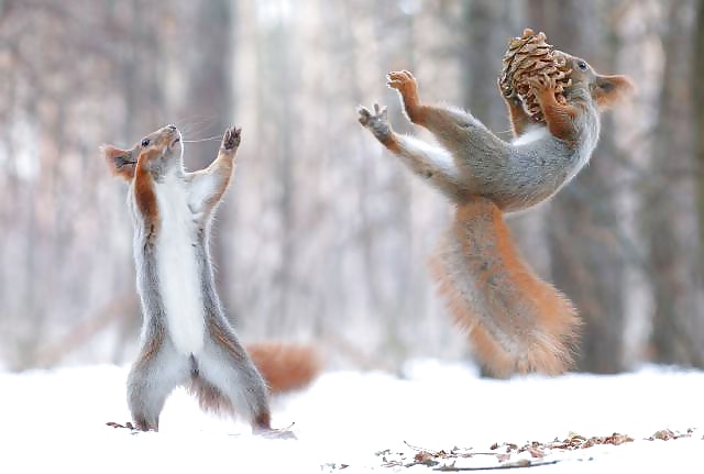 Porn Pics Girls and Diverses 5