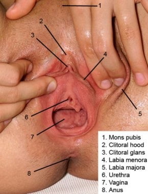 Anatomy Porn - See and Save As anatomy porn pict - 4crot.com