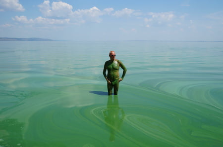 in green algae         