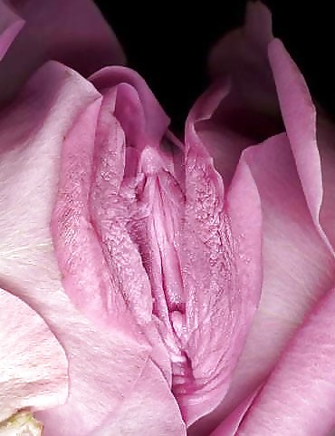 Porn Pics Erotic Art of Roses - Session 1