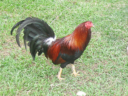 My BIG Cock