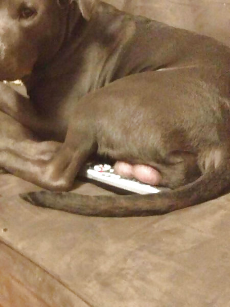 Porn Pics Girls and Diverses 49